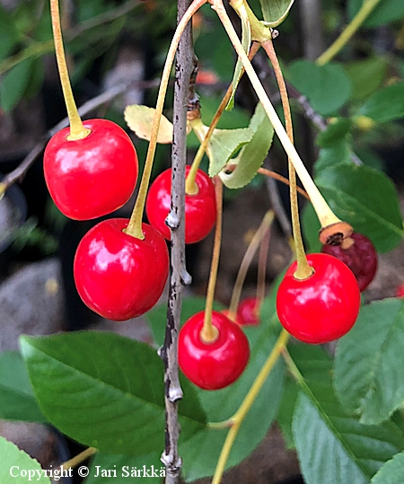 Prunus cerasus Schedraja hapankirsikka